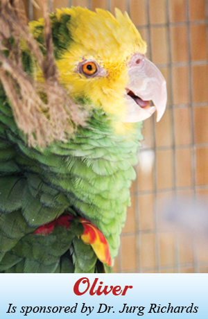 Oliver 